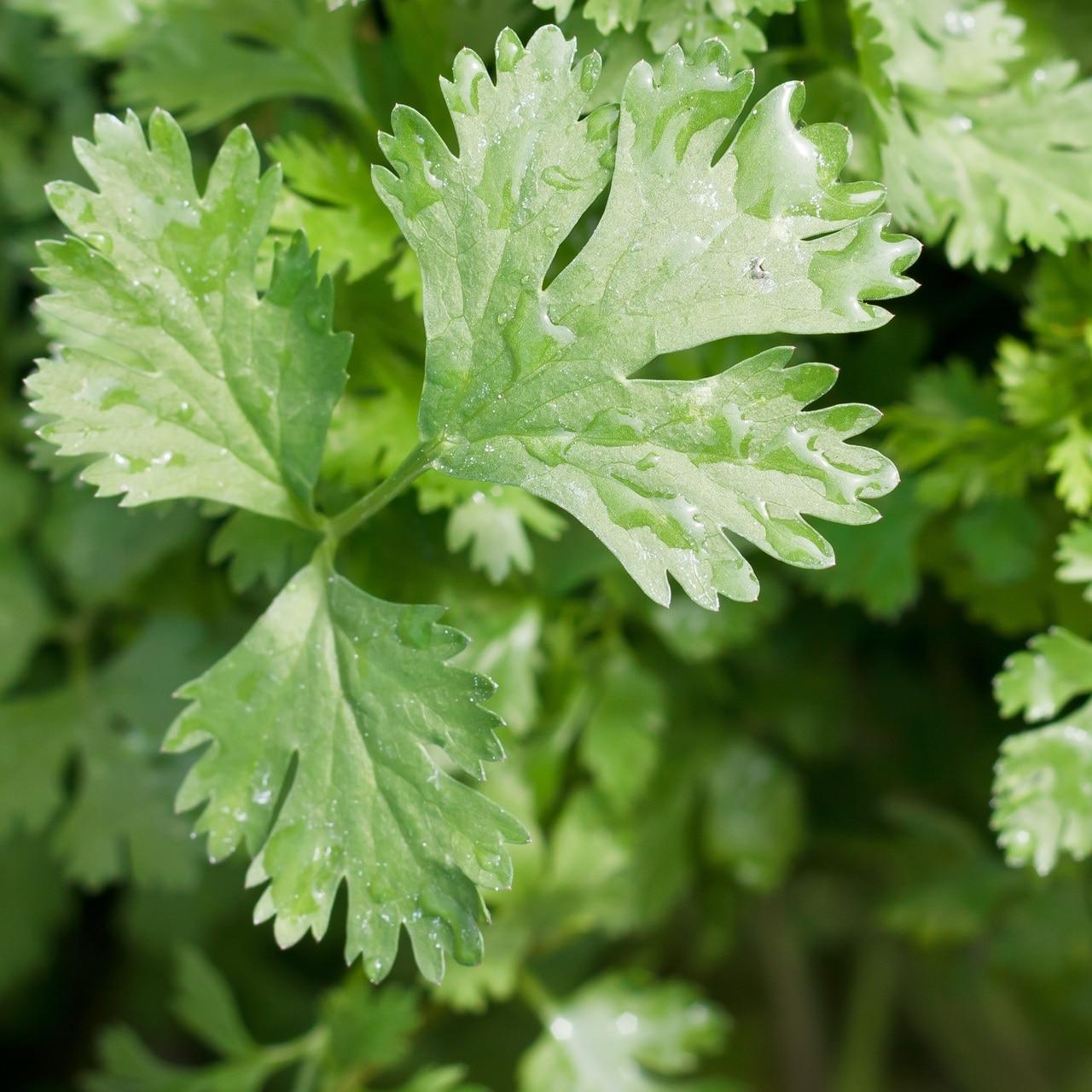 Cilantro Slo-bolt Seeds