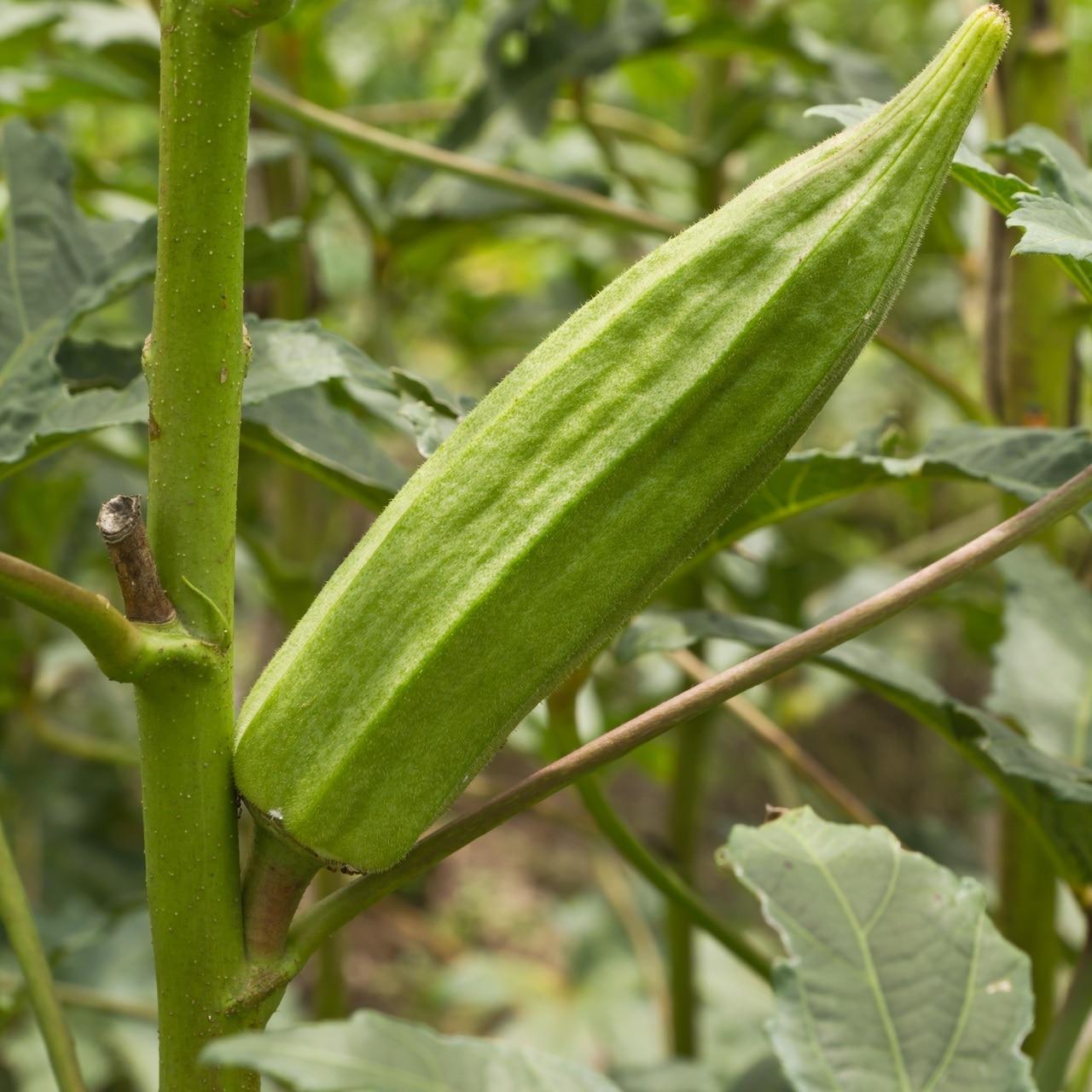 Clemson Spineless Okra Seeds