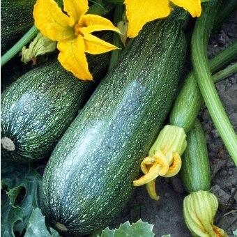 Cocozelle Green Zucchini Squash Seeds