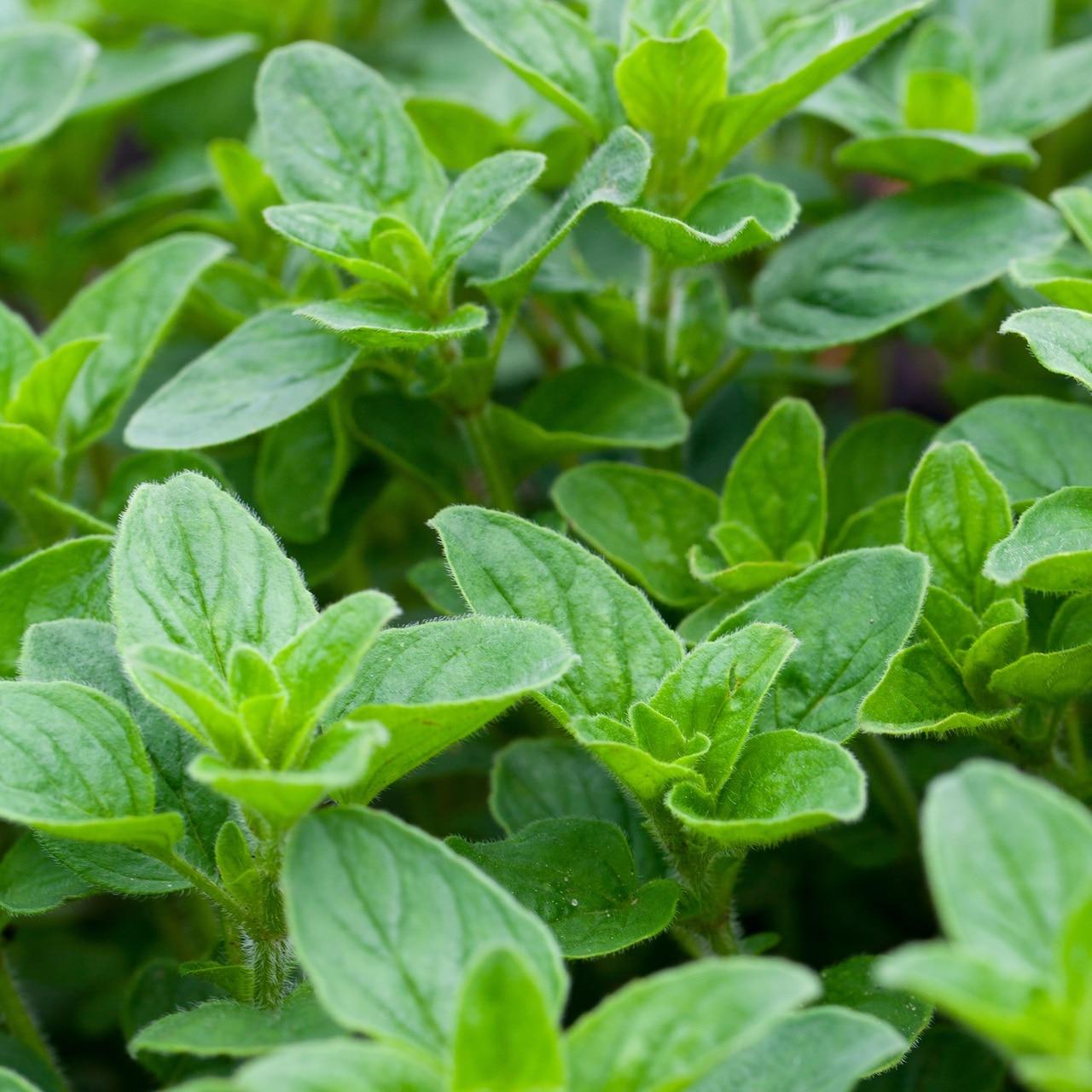 Common Oregano Seeds