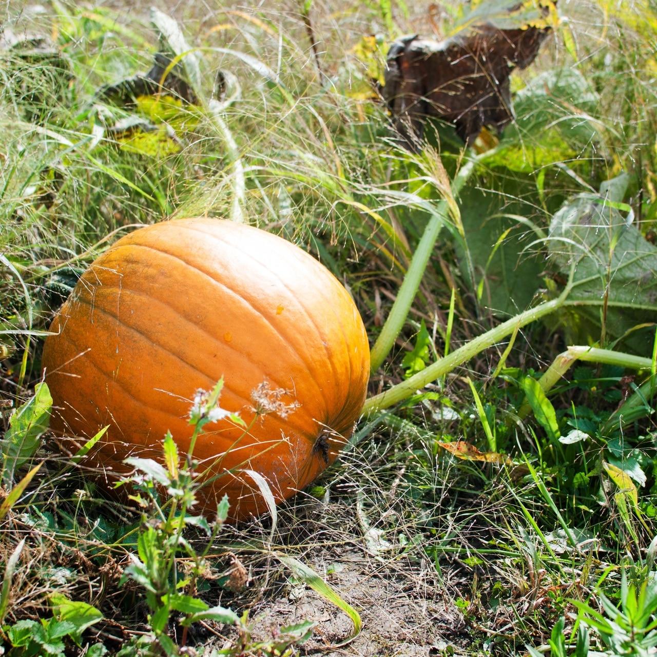 Connecticut Field Pumpkin Seeds