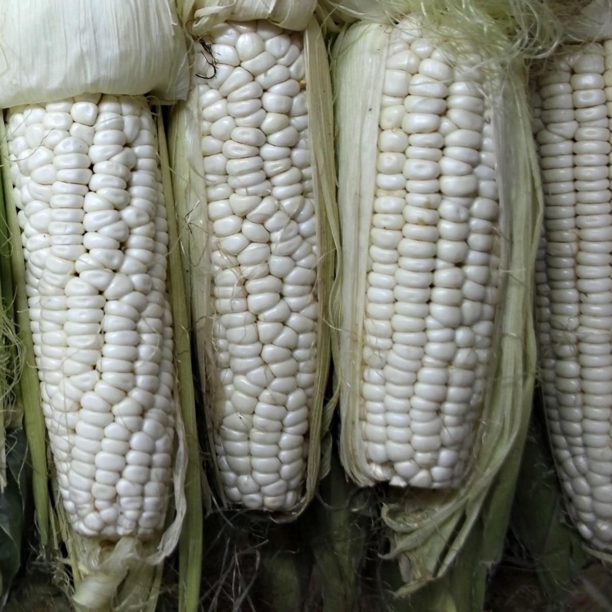 Country Gentleman Sweet Corn Seeds