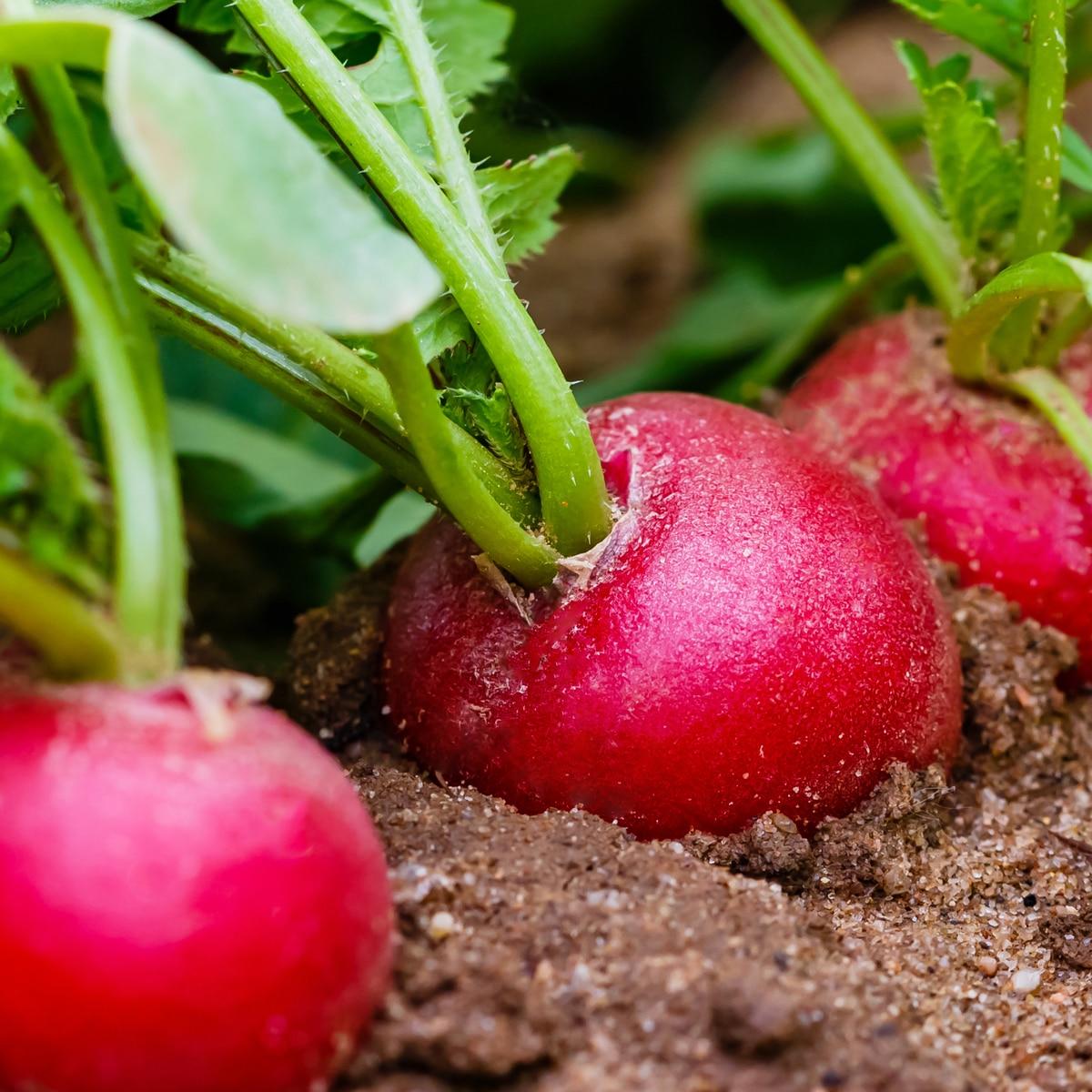 Crimson Giant Radish Seeds