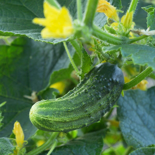 Marketer Cucumber Seeds