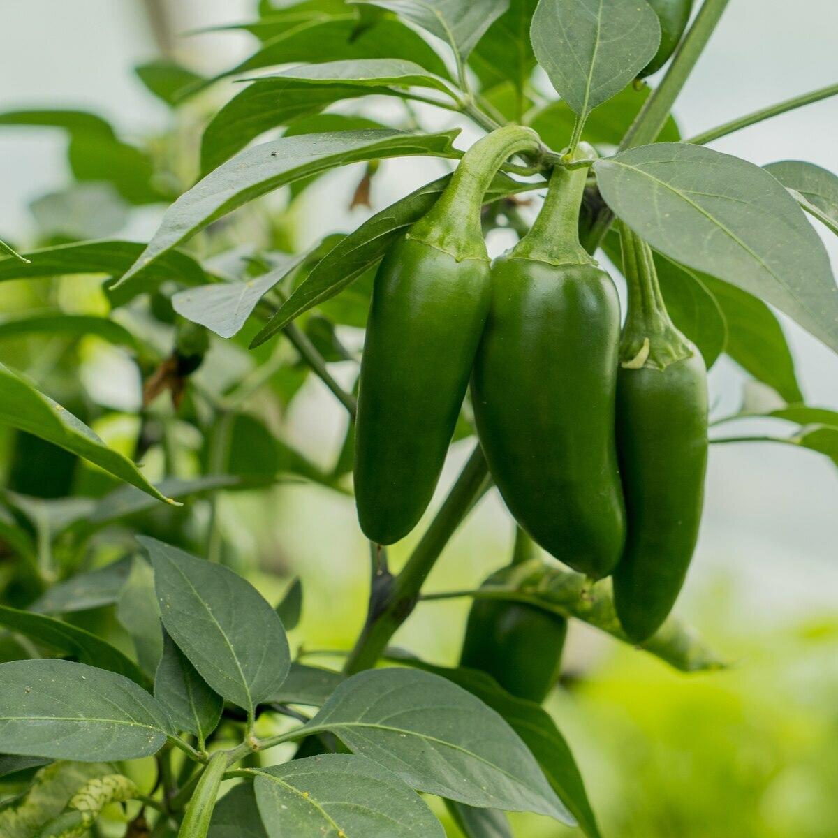 Early Jalapeño Pepper Seeds