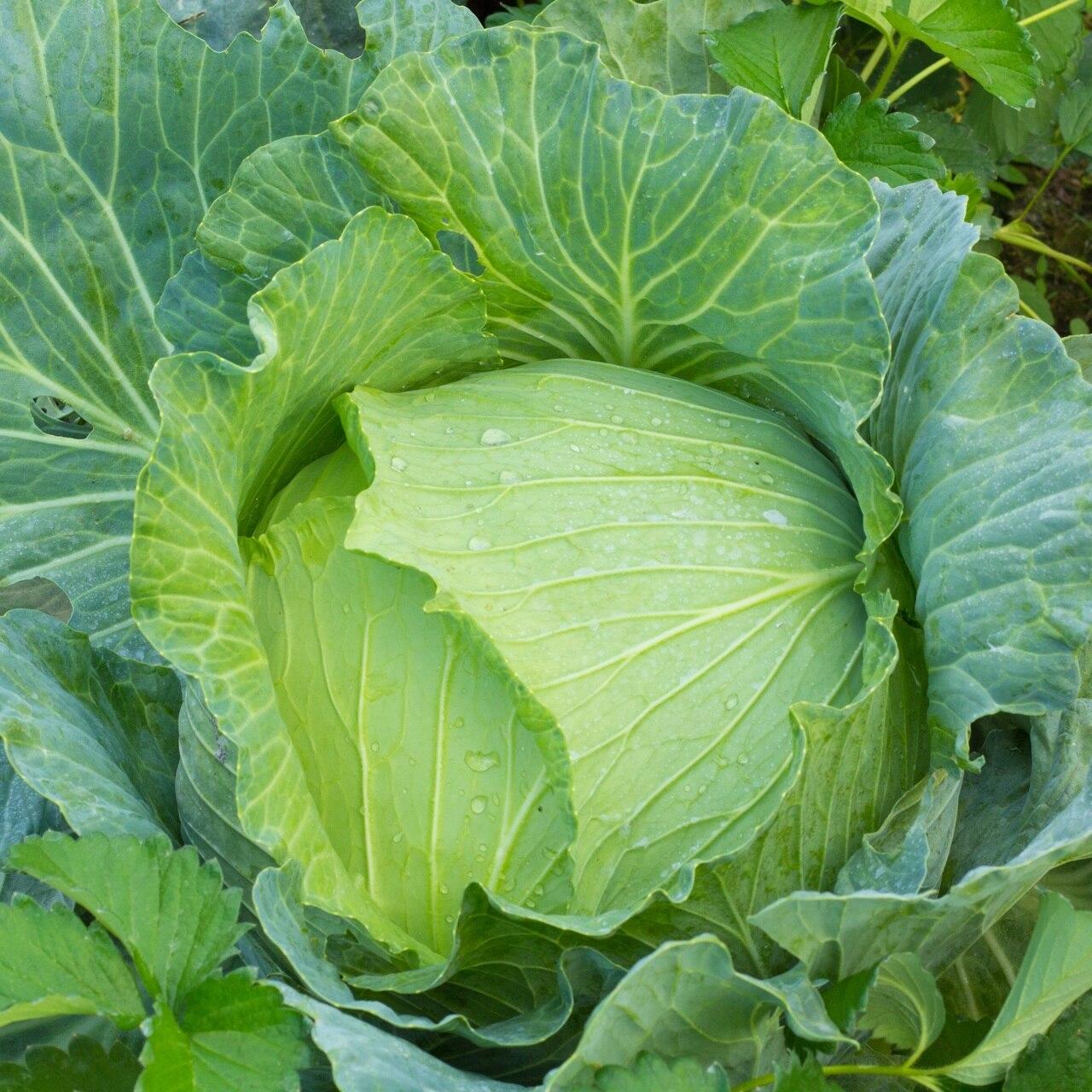 Early Jersey Wakefield Cabbage Seeds