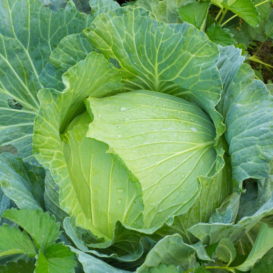 Early Jersey Wakefield Cabbage Seeds
