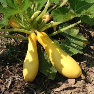 Early Prolific Straight Neck Squash Seeds