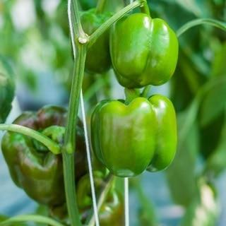 Emerald Giant Pepper Seeds