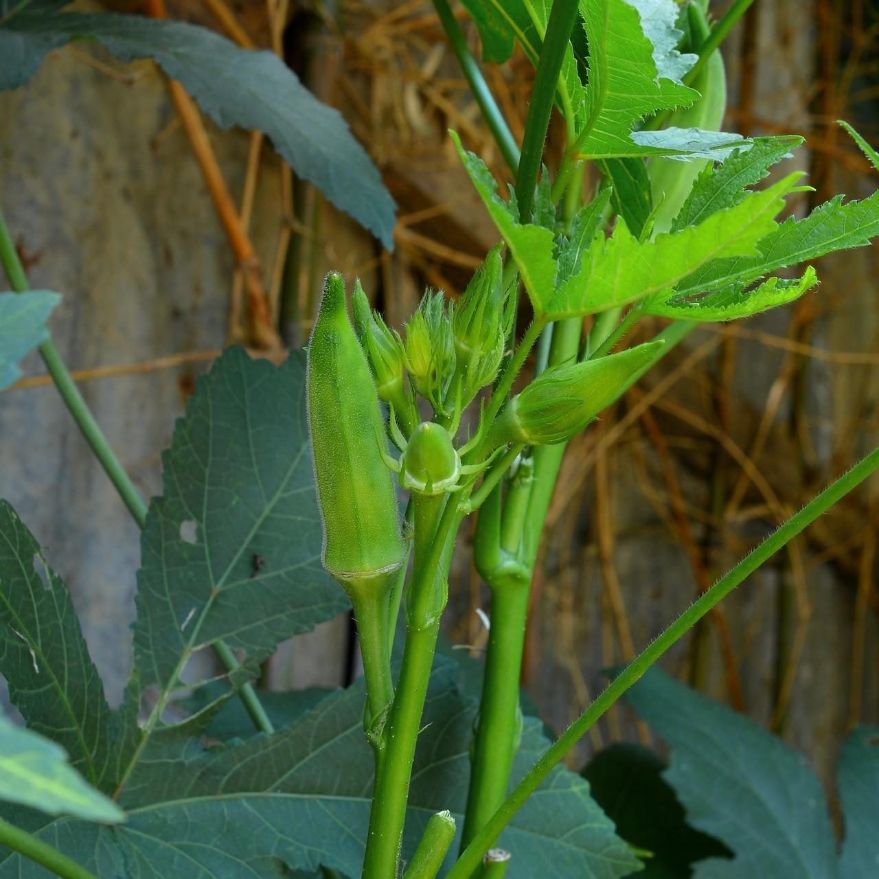 Emerald Okra Seeds