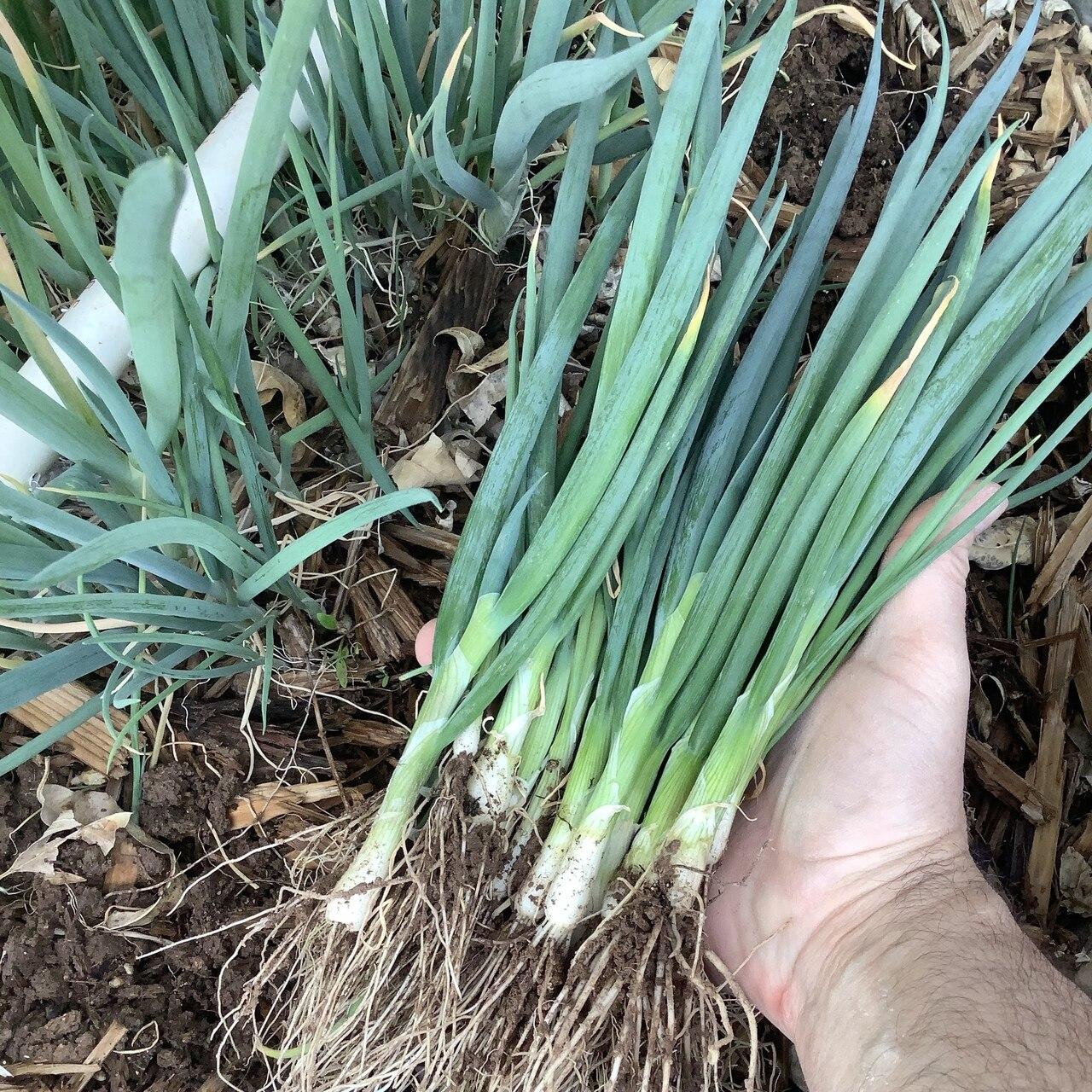 Evergreen Bunching Onion Seeds