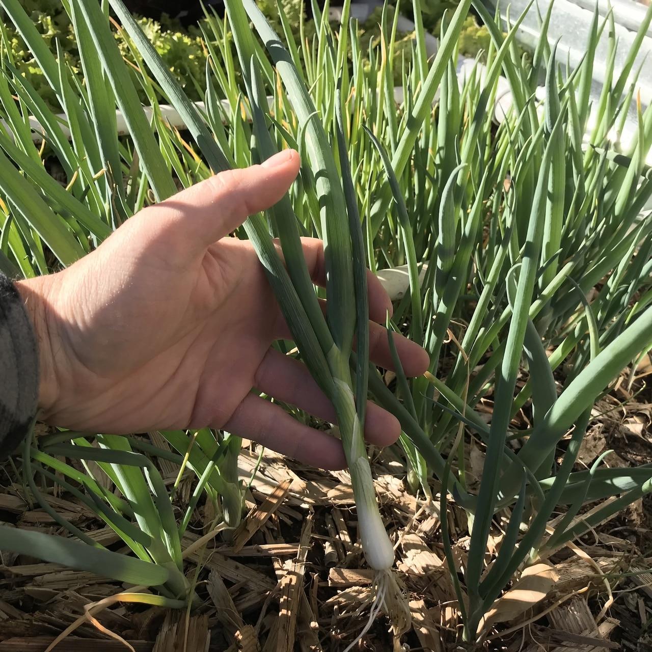 Evergreen Bunching Onion Seeds