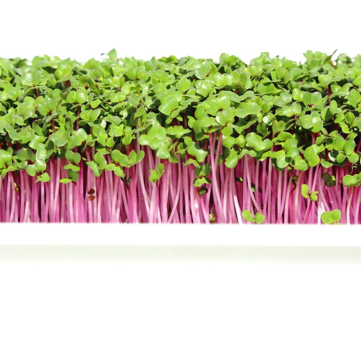 French Breakfast Radish Seeds (Microgreens)