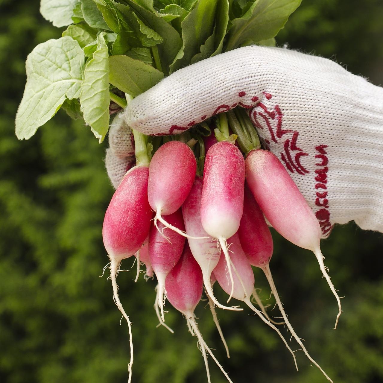 French Breakfast Radish Seeds