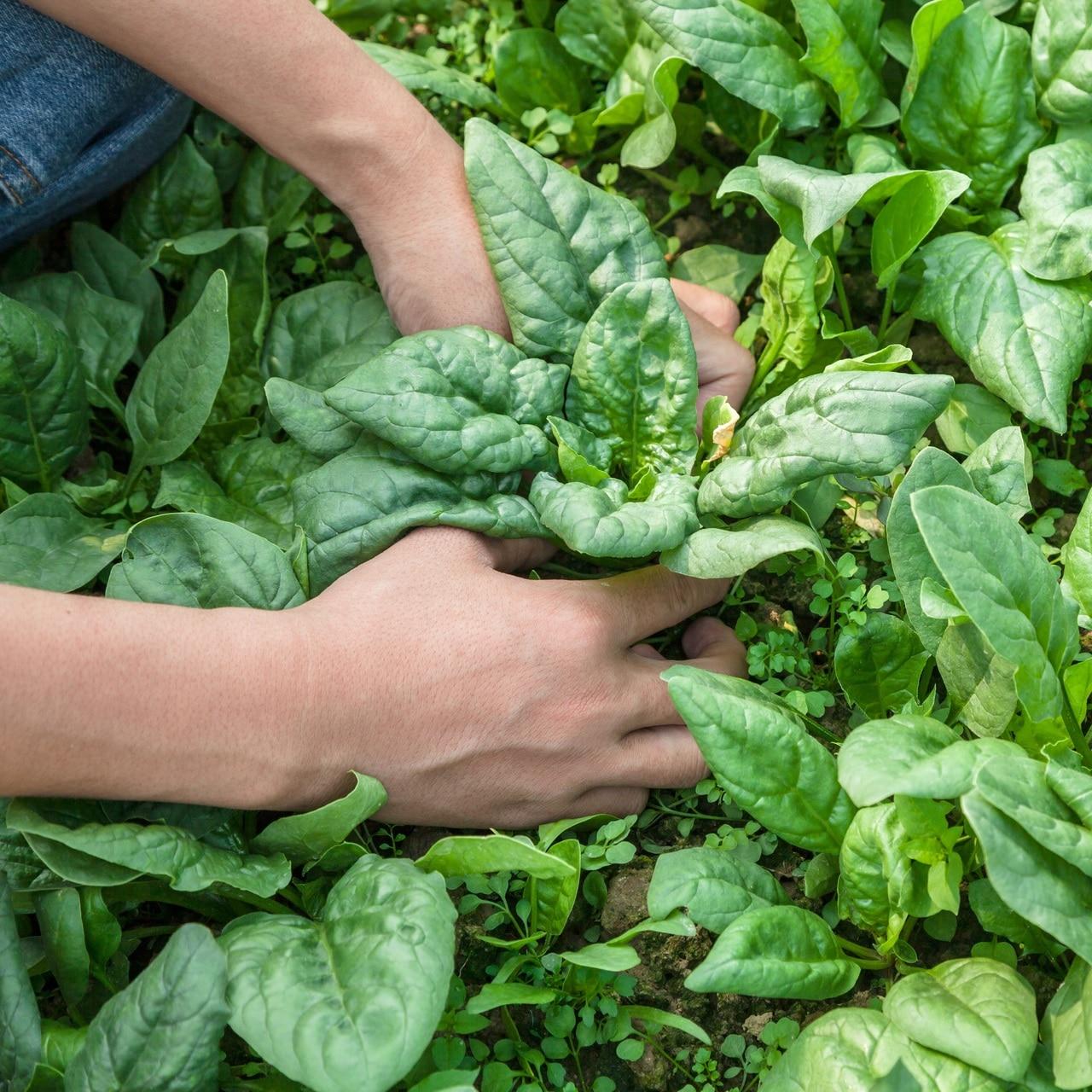 Giant Noble Spinach Seeds