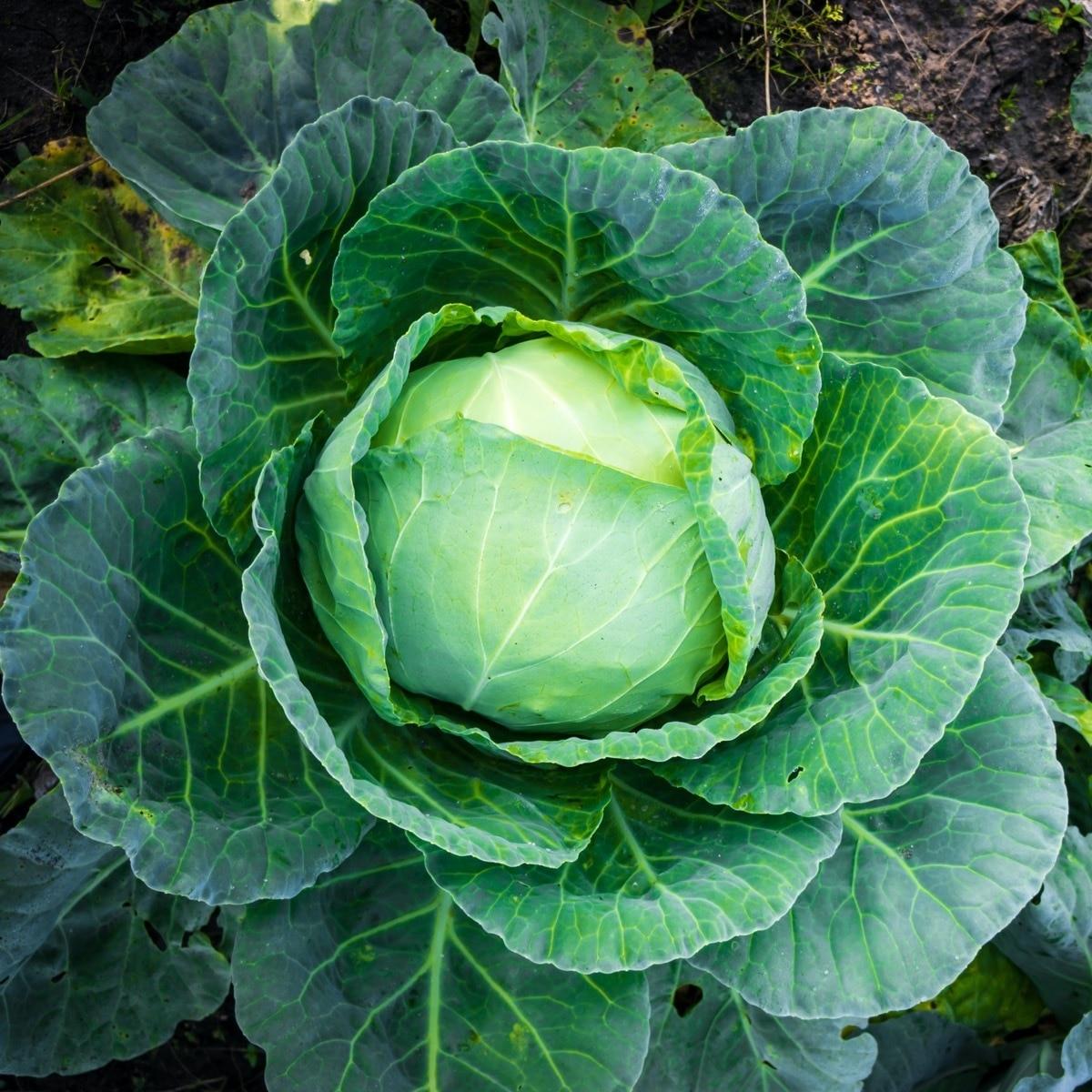 Golden Acre Cabbage Seeds