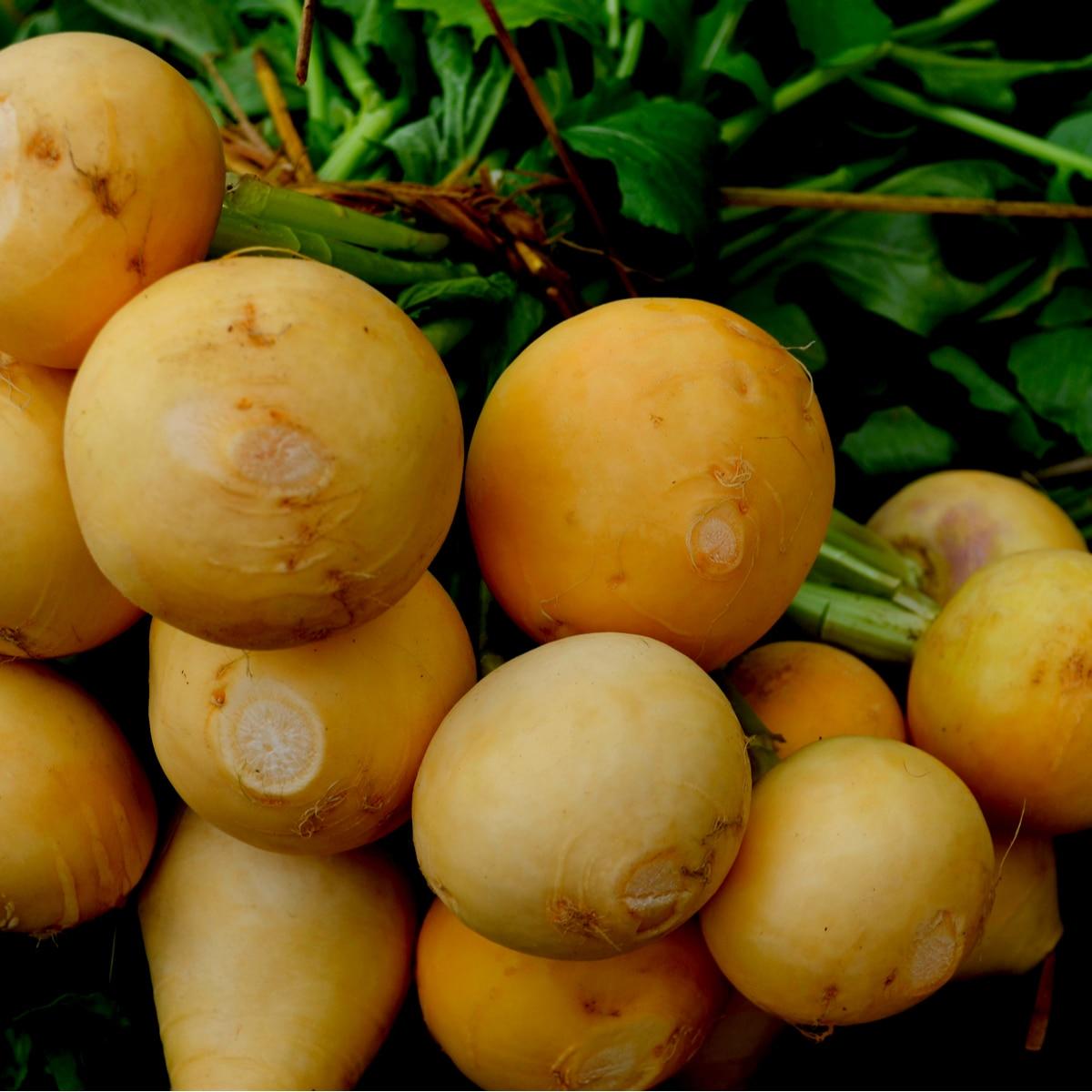 Golden Ball Turnip Seeds