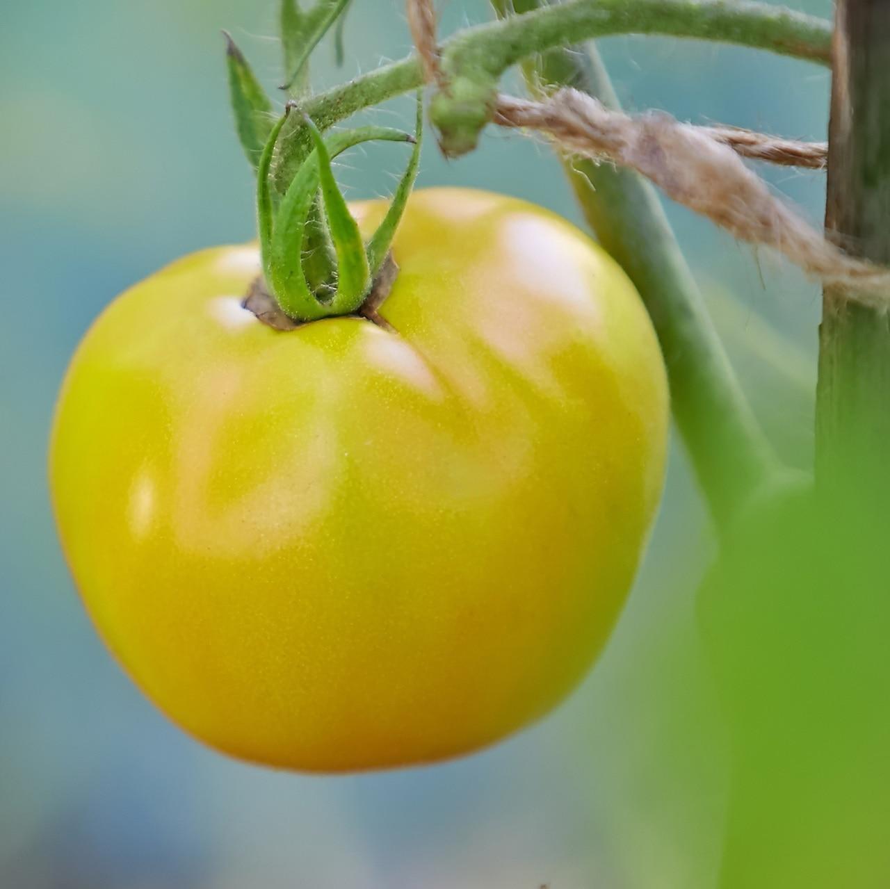 Great White Tomato Seeds