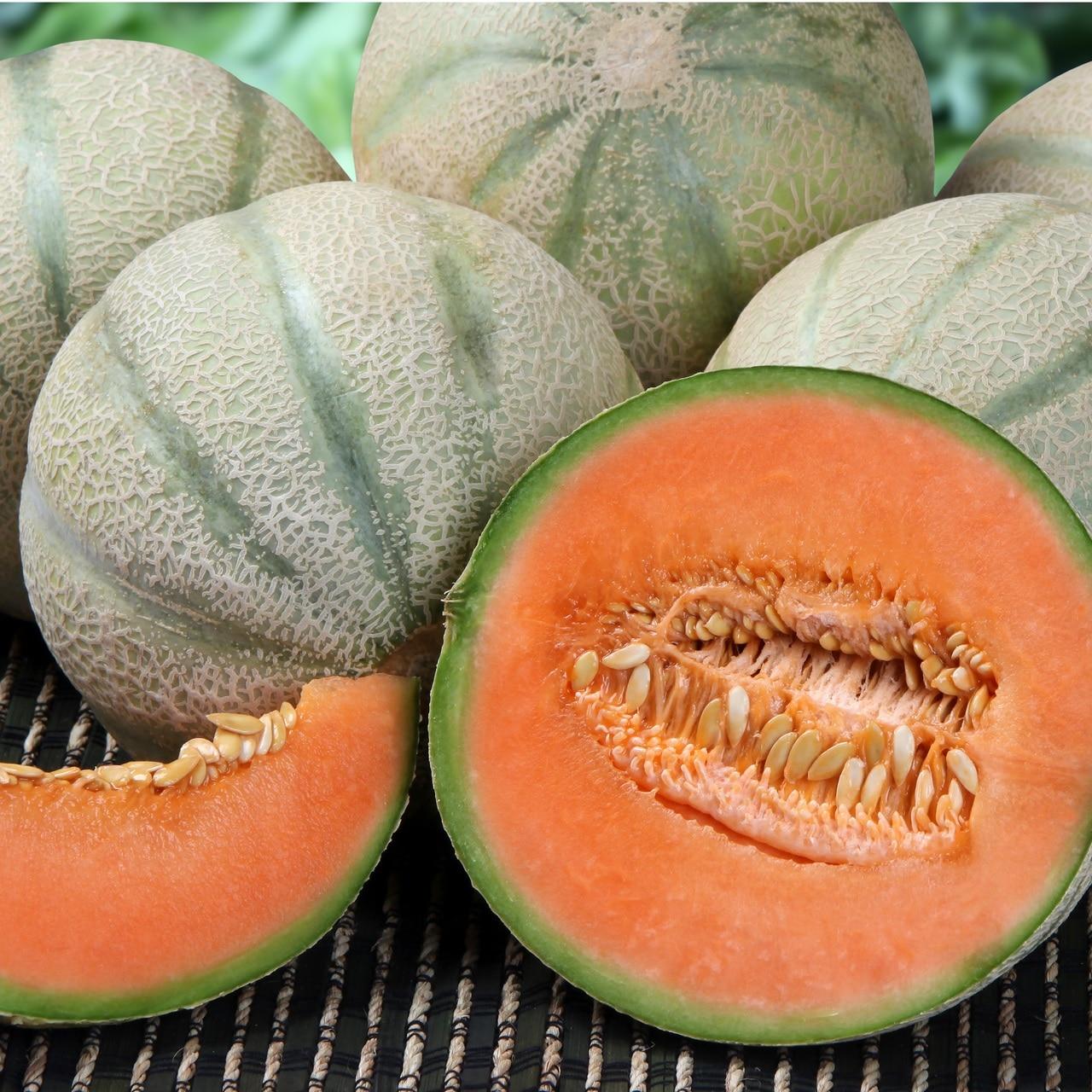 Honeydew Stutz Supreme Melon Seeds