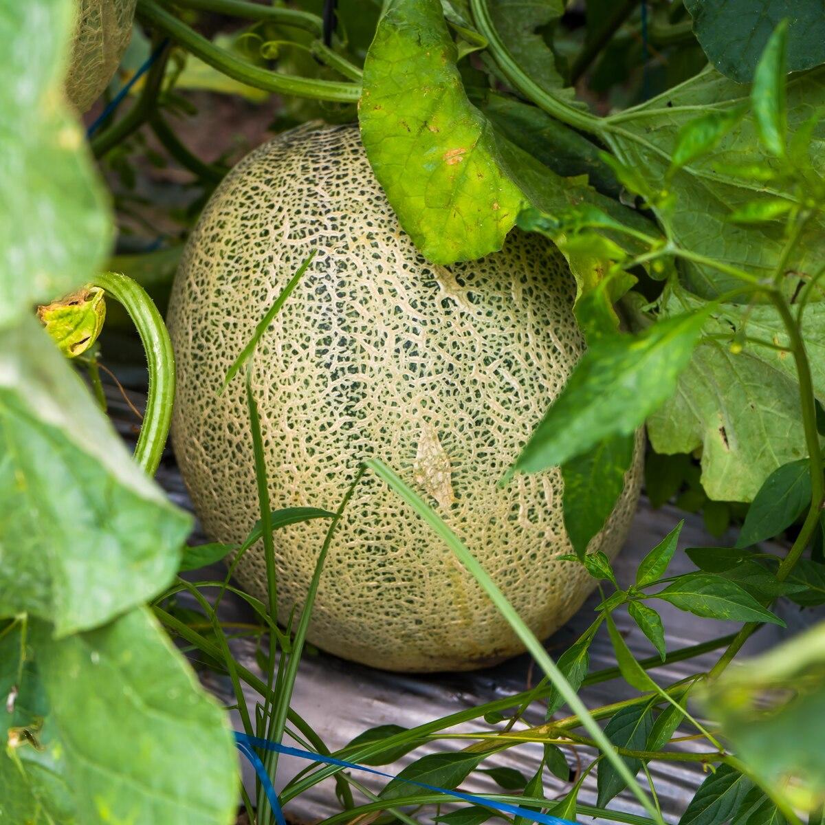 Sol Set Rockmelon Honey Rock Melon Seeds – SeedCatalog.com