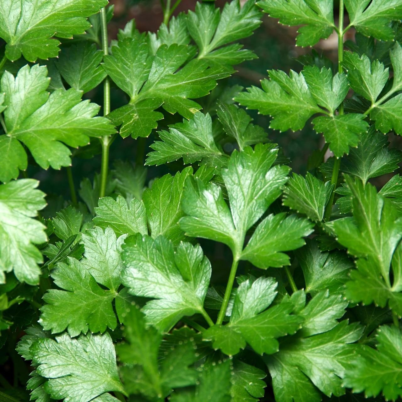 Italian Parsley Seeds