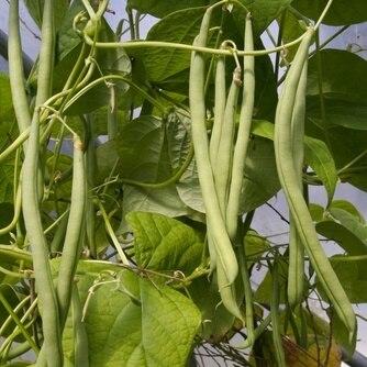 Kentucky Wonder Bush Beans Seeds