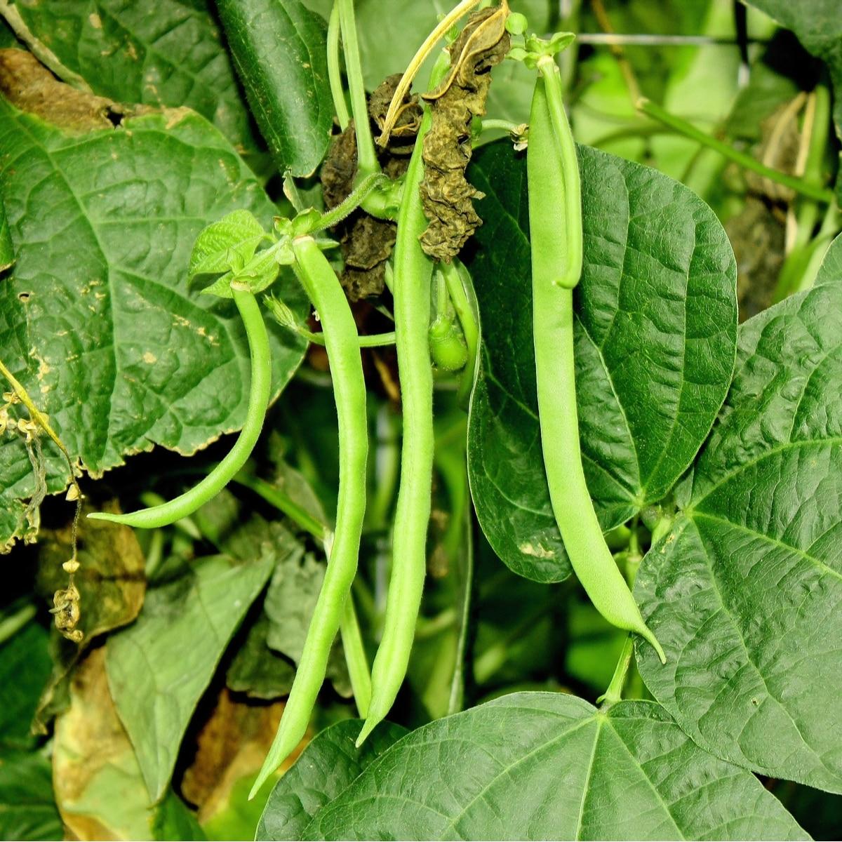 Kentucky Wonder Pole Beans Seeds