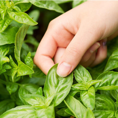 Large Leaf Italian Basil Seeds