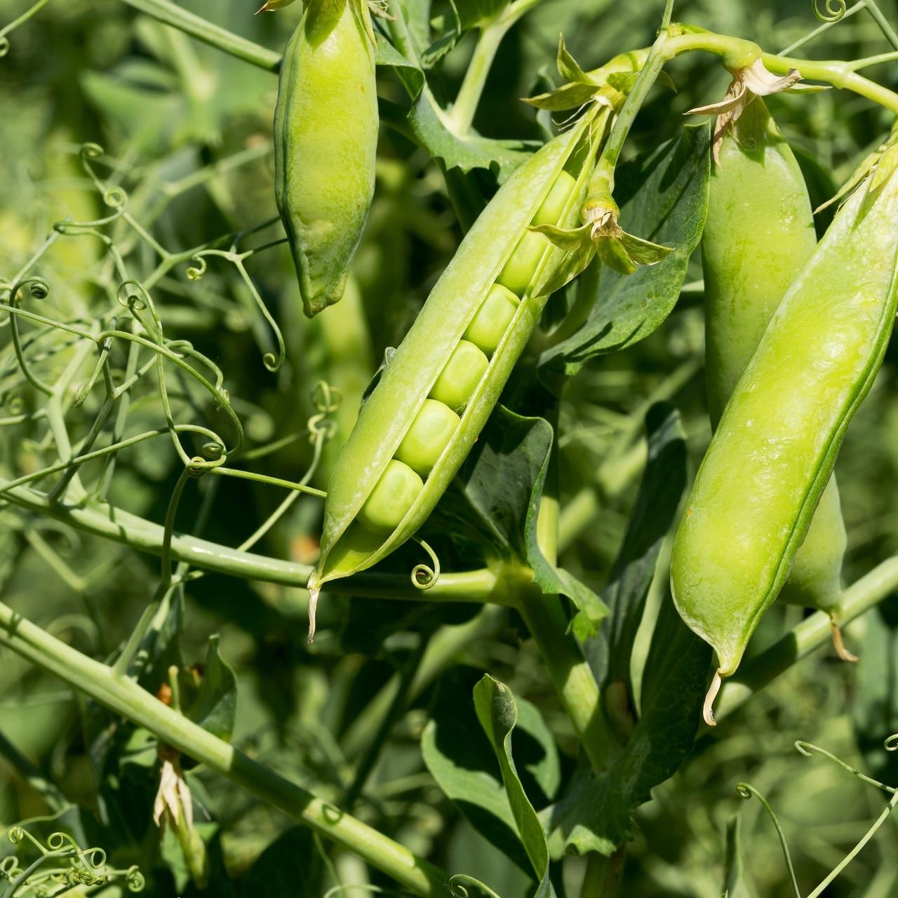 Little Marvel Pea Seeds