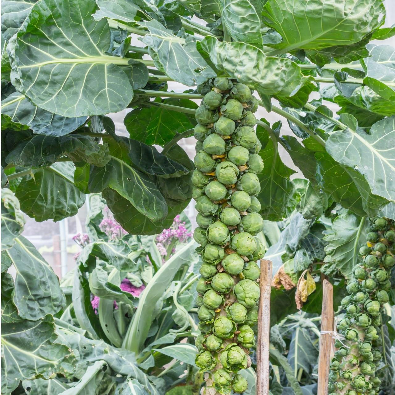 Long Island Brussels Sprouts Seeds