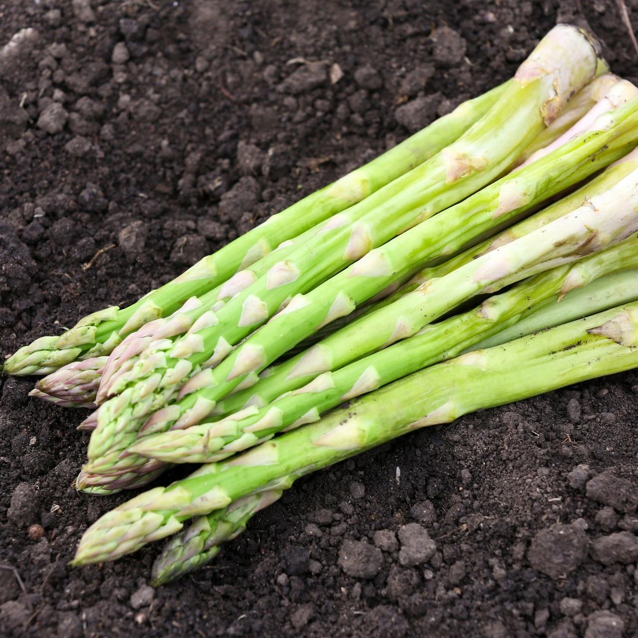 Mary Washington Asparagus Seeds