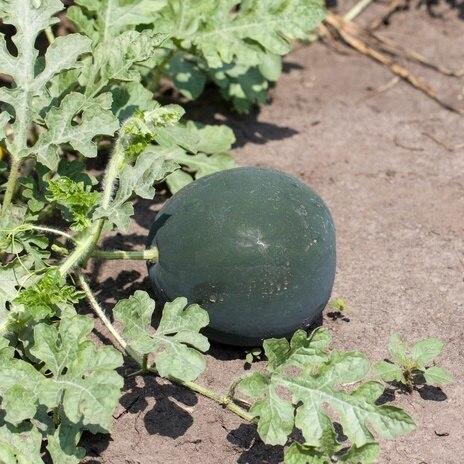 Moon and Stars Watermelon Seeds