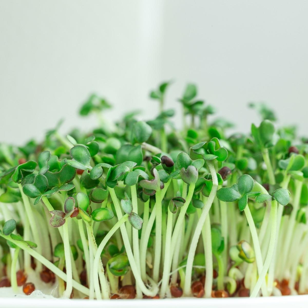 Mustard Greens Seeds (Microgreens)