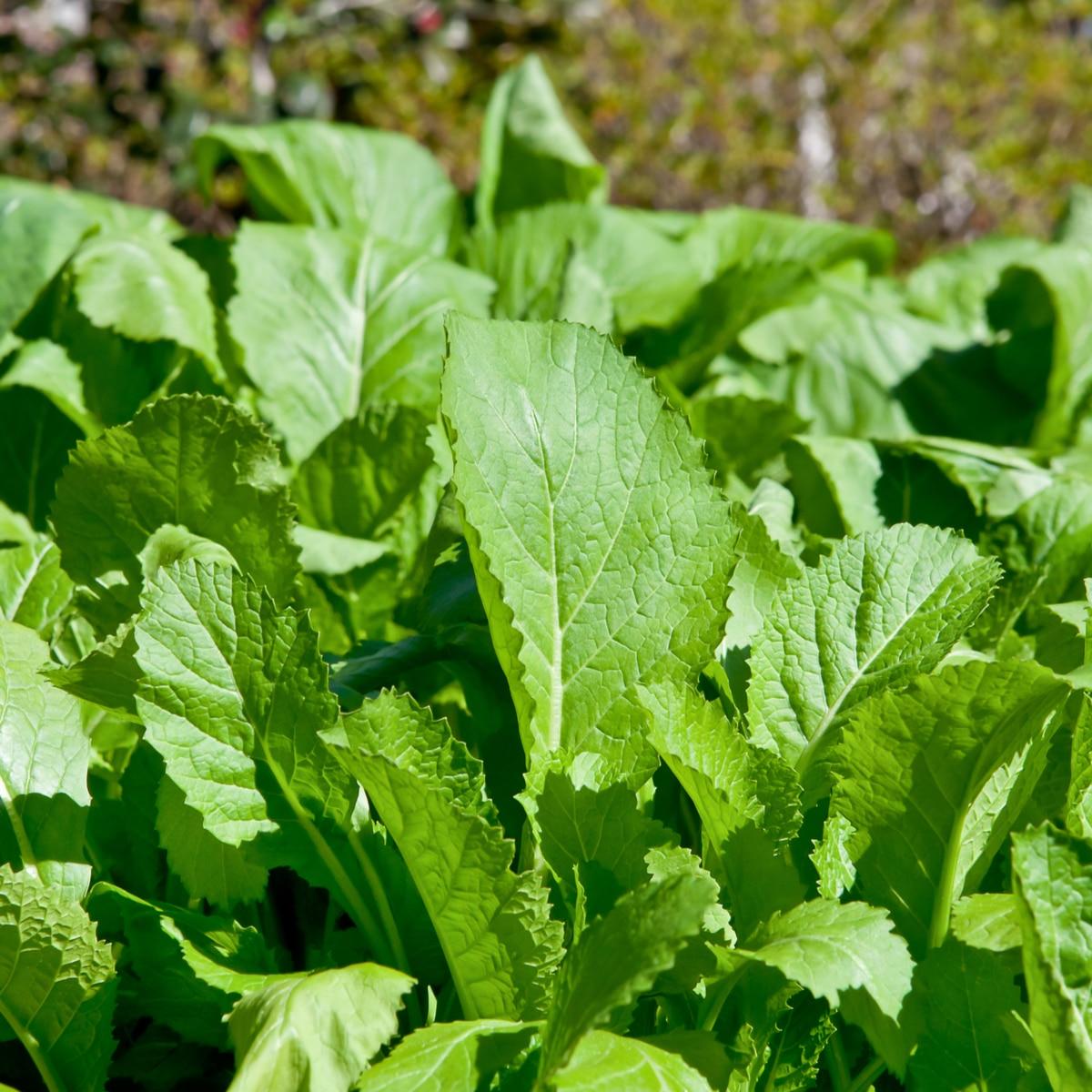 Mustard Greens Seeds