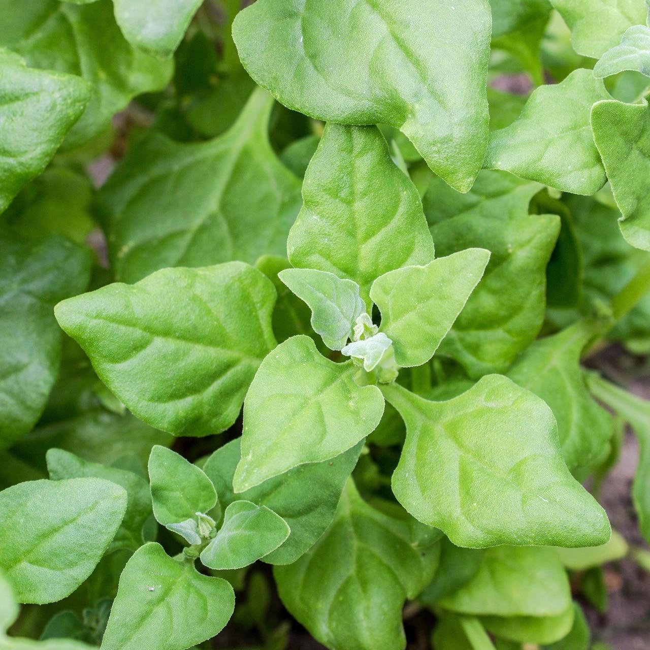 New Zealand Spinach Seeds