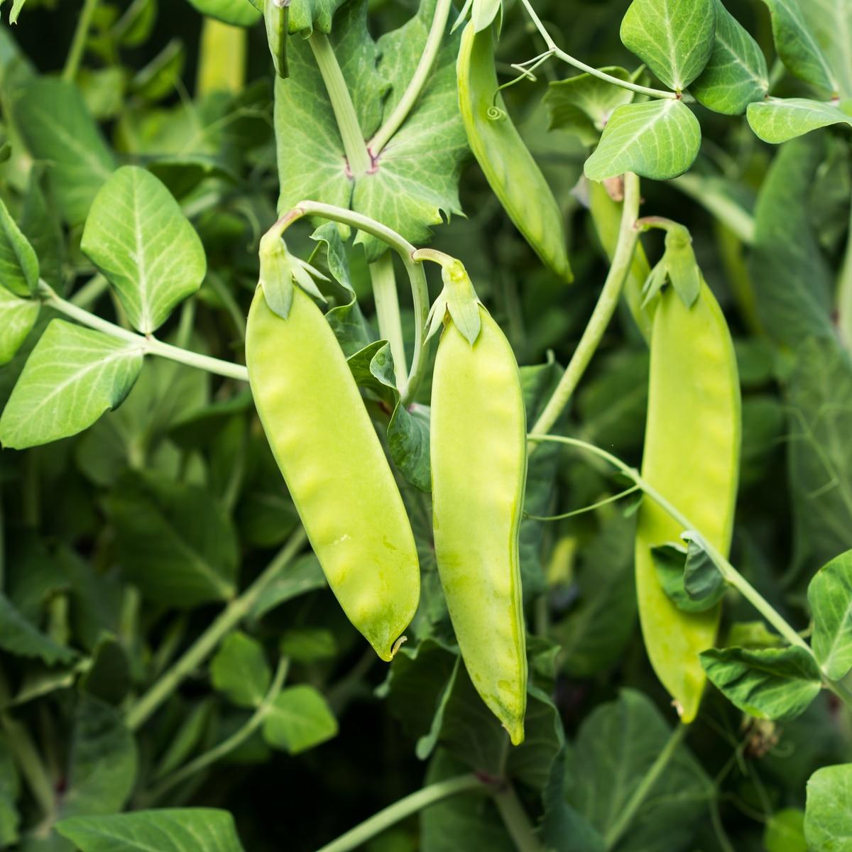 Oregon Sugar Pod II Pea (Snow Pea) Seeds