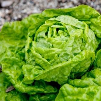 Parris Island Cos Lettuce (Romaine) Seeds