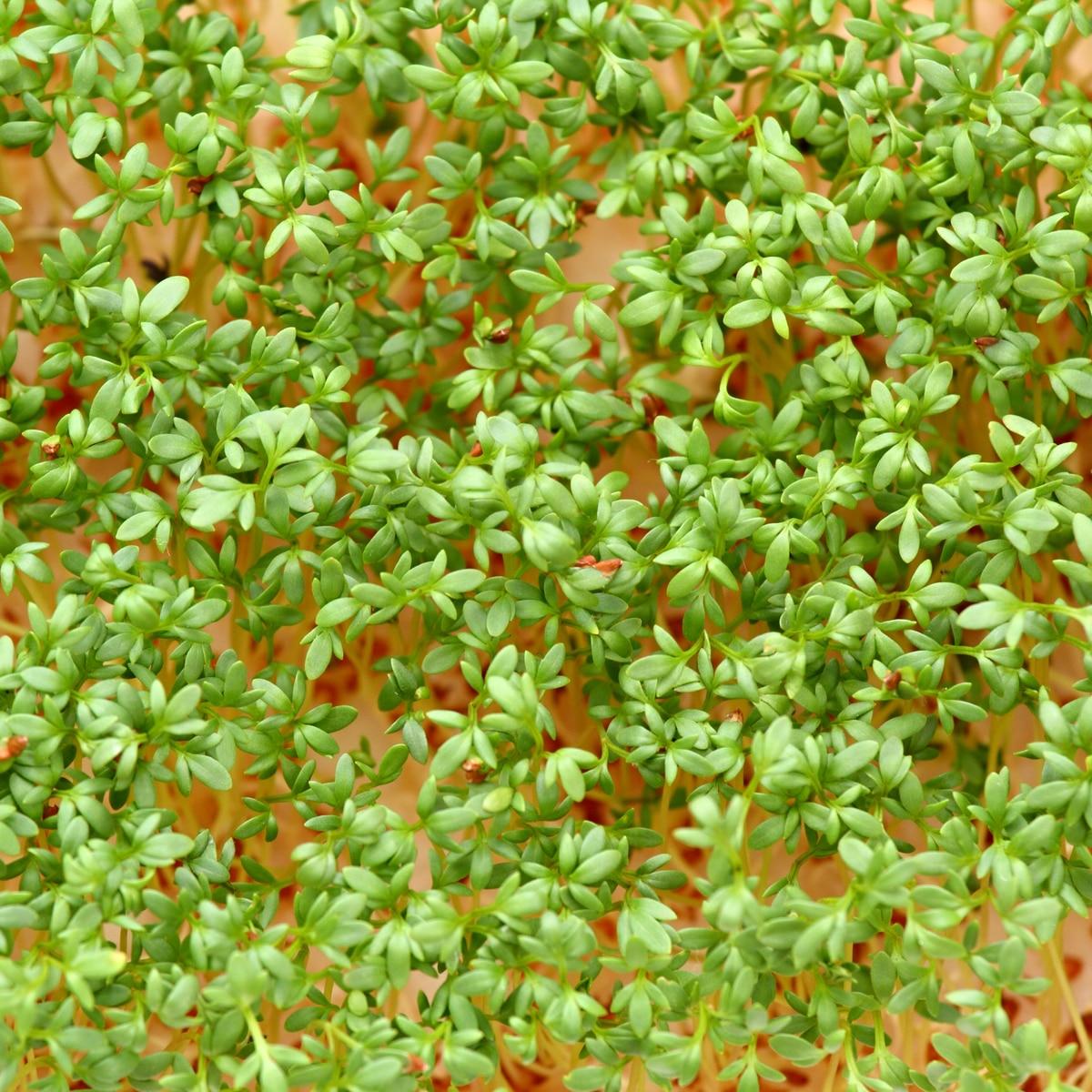 Pepper Cress Seeds