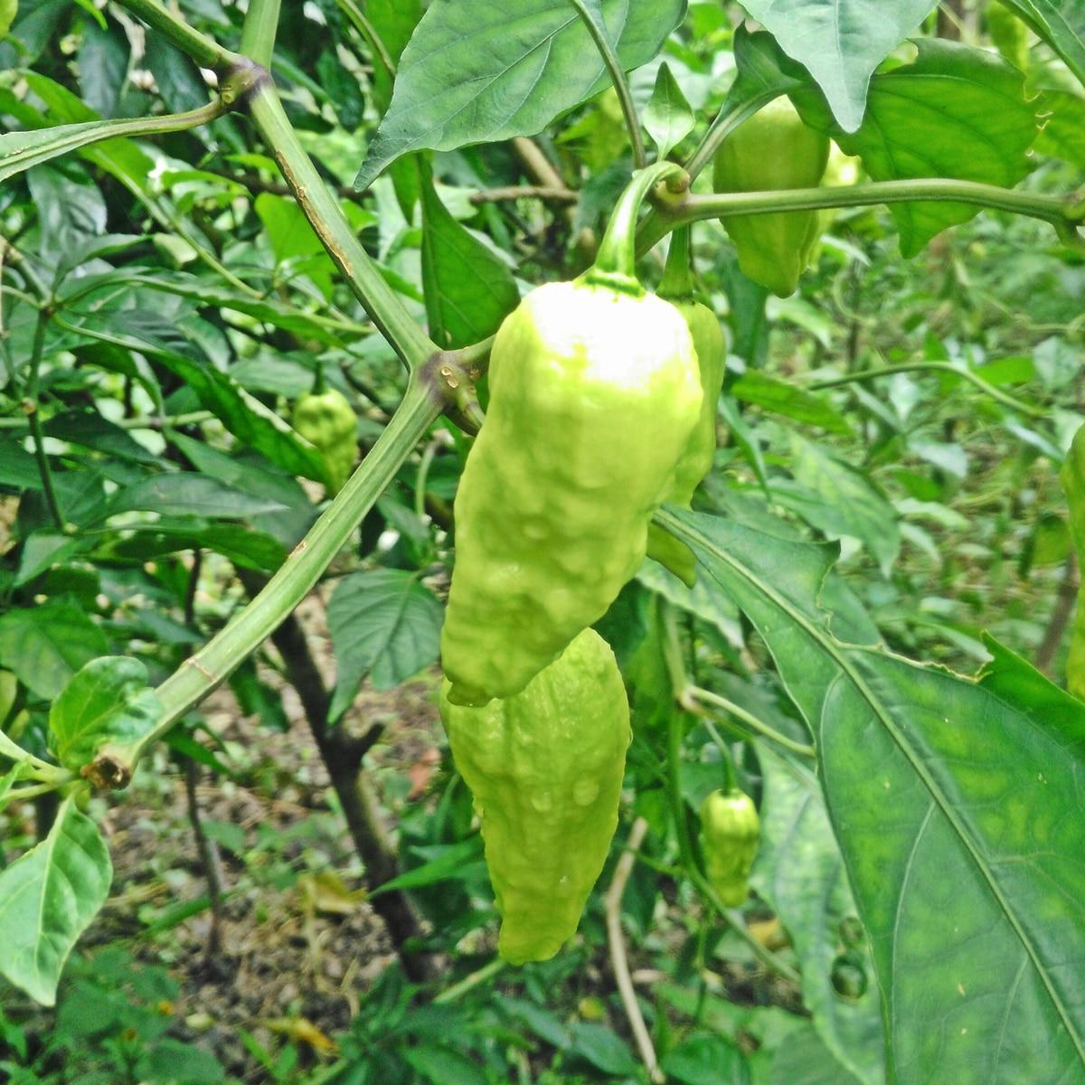 Italian Pepperoncini Seeds