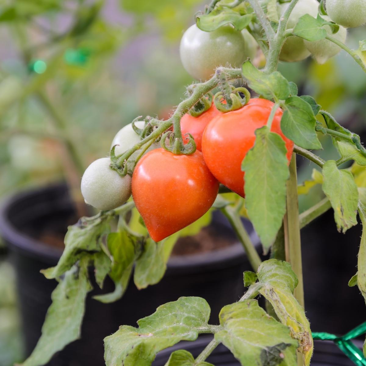 Pink Oxheart Tomato Seeds