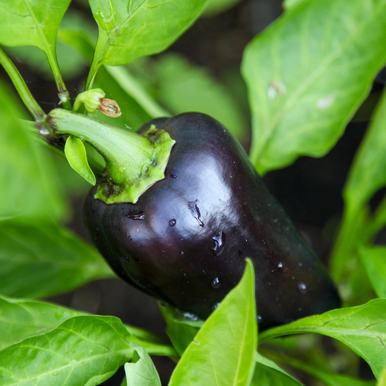 Purple Beauty Sweet Pepper Seeds