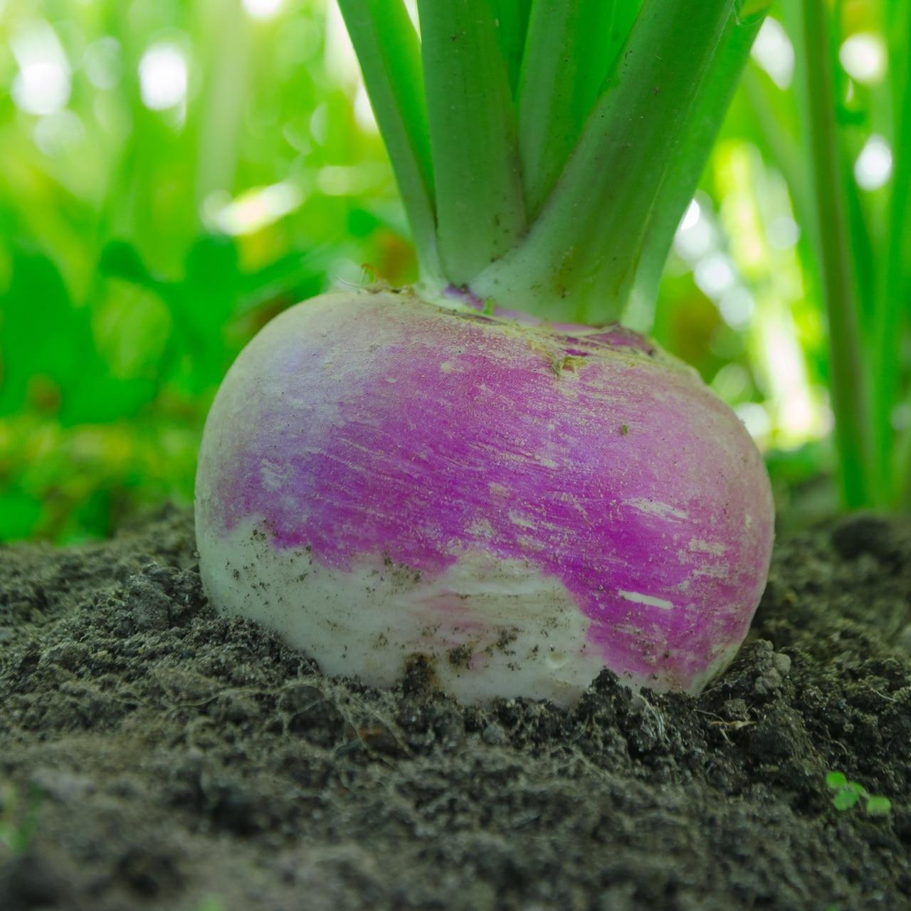 Purple Top White Globe Turnip Seeds