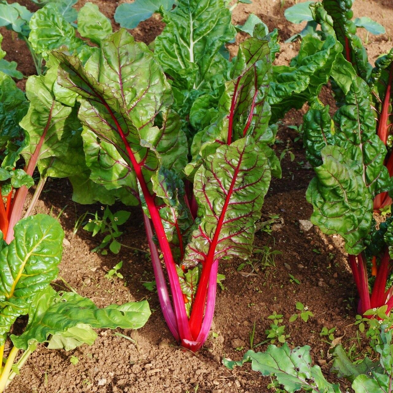 Rainbow Swiss Chard Seeds