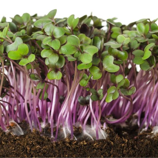 Red Acre Cabbage Seeds (Microgreens)