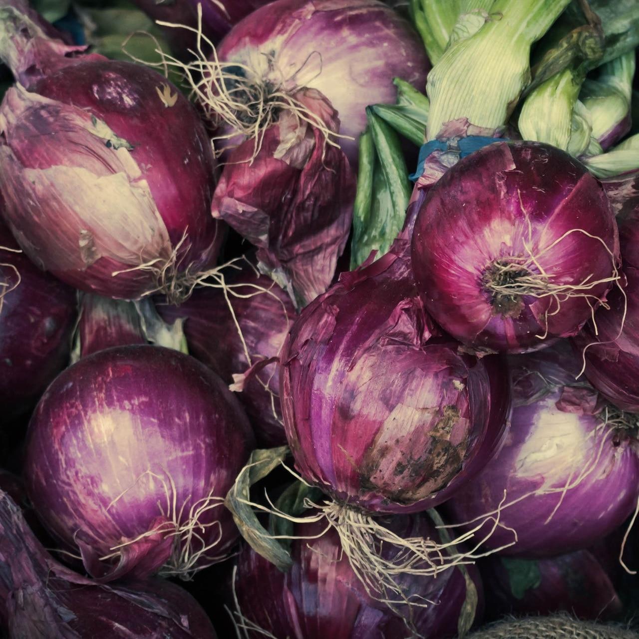 Red Burgundy Onion Seeds