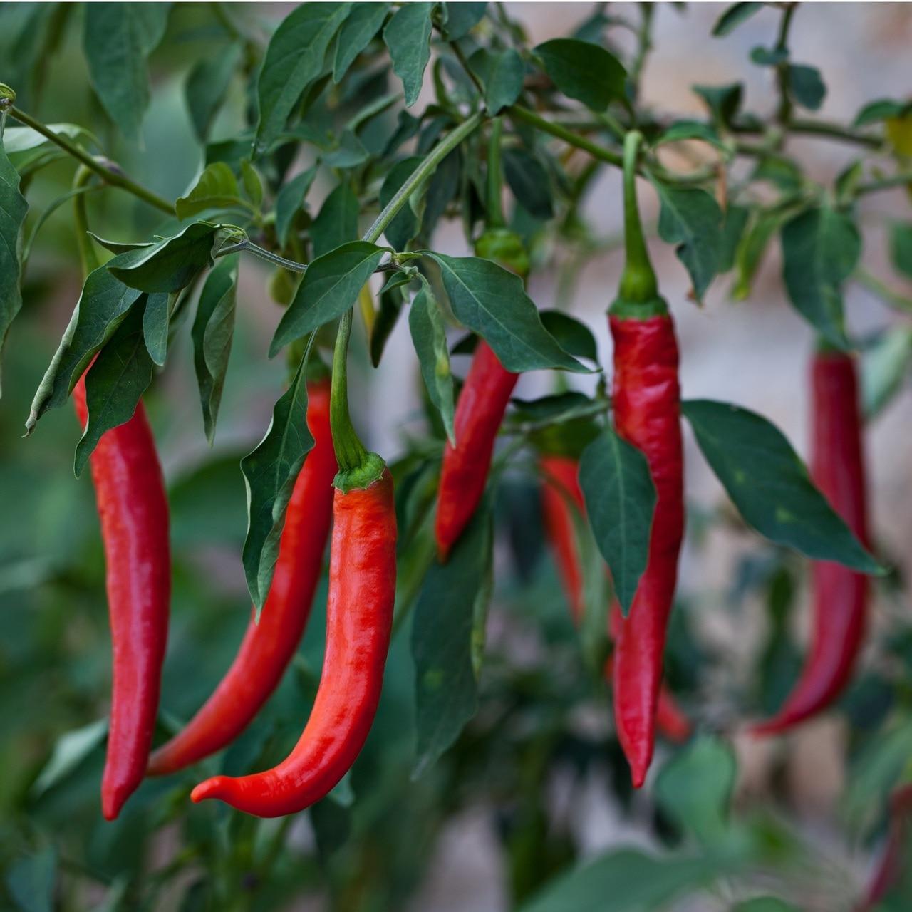 Red Cayenne Pepper Seeds
