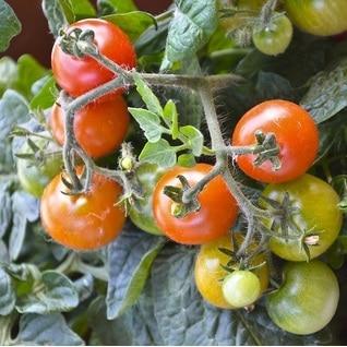 Red Cherry Tomato Seeds