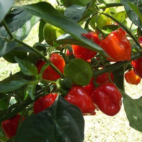 Red Habanero Pepper Seeds