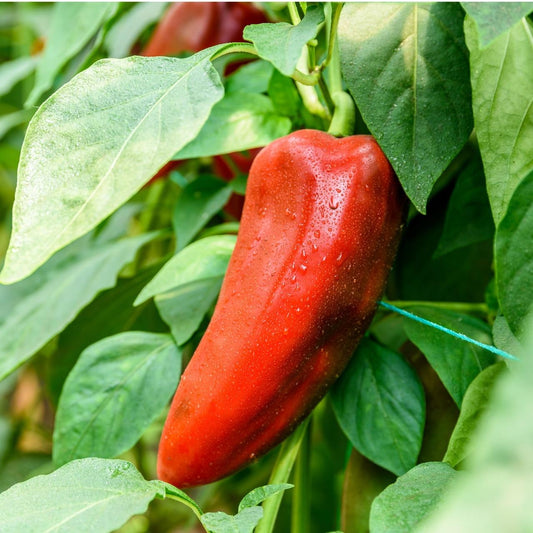 Red Marconi Sweet Pepper Seeds