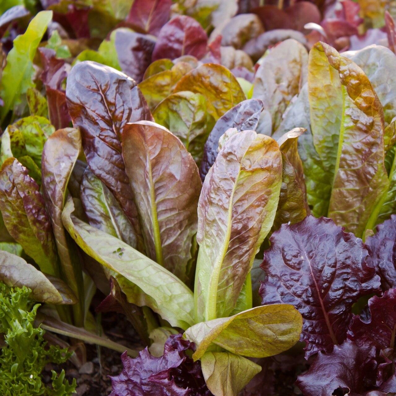 Red Romaine Lettuce Seeds